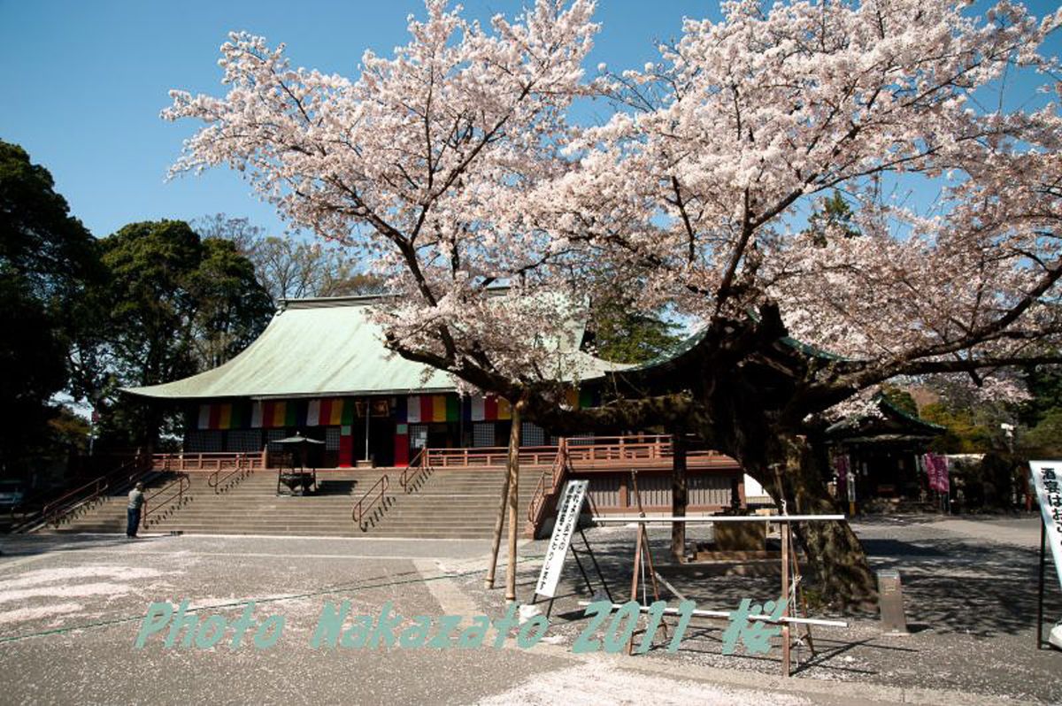 喜多院の桜